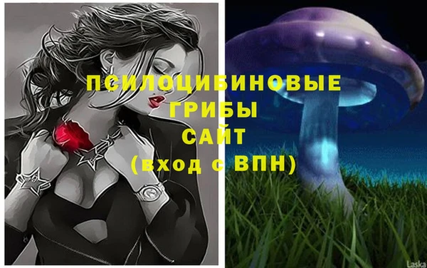 стаф Ельня